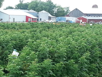 heiders berry farm