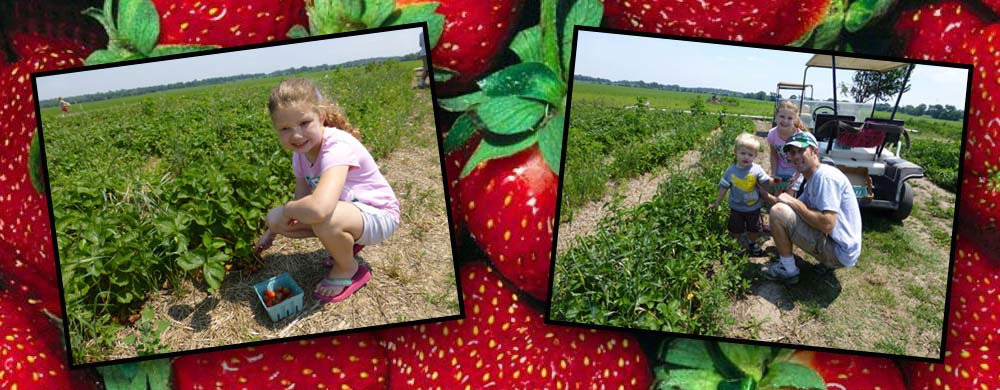 Heiders Berry Farm customer buying a carton of strawberry