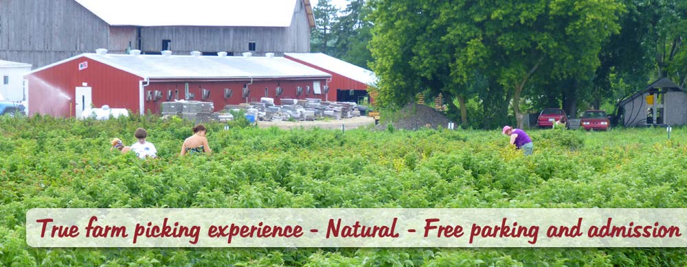 Heiders Berry Farm people picking strawberries