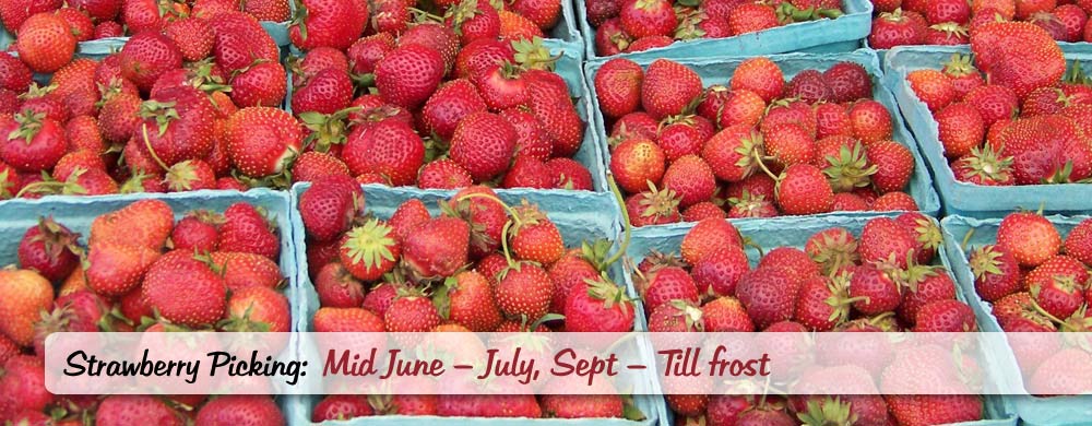 Heiders Berry Farm close up of strawberry cartons close up raspberry